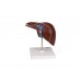 model wątroby z pęcherzykiem żółciowym - 3b smart anatomy - 1014209 [k25] 3b scientific modele anatomiczne 4